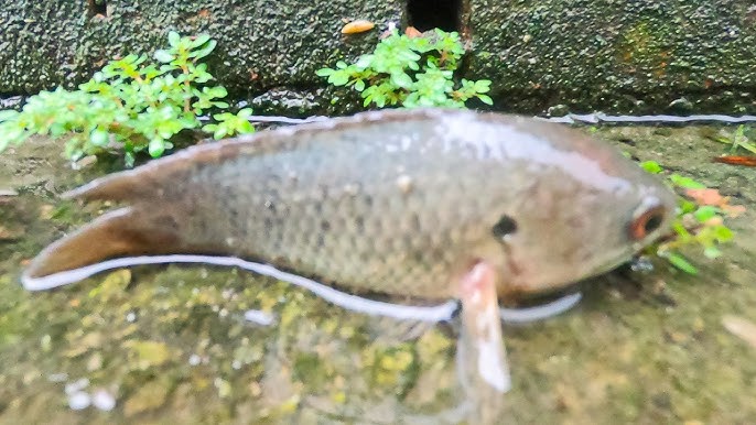cá dọn hồ