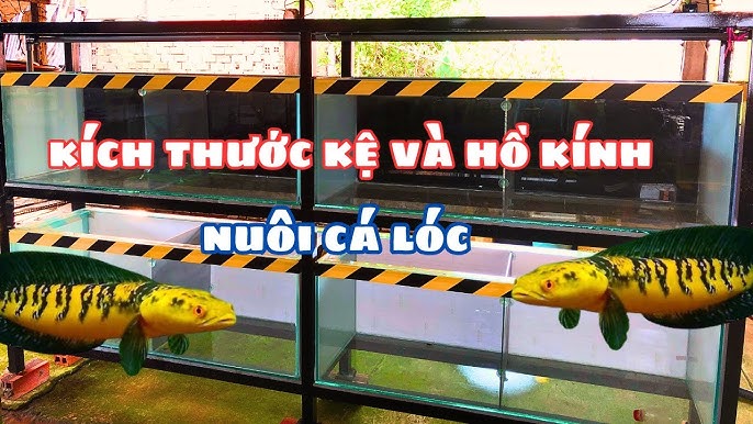 cá lóc kiểng