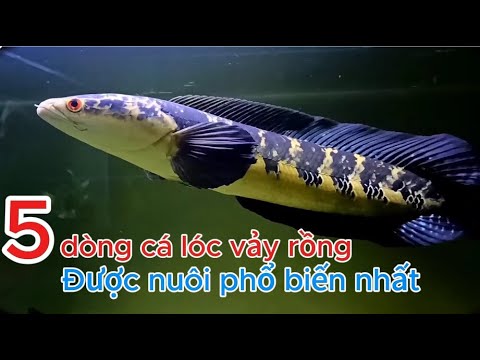 cá lóc vảy rồng
