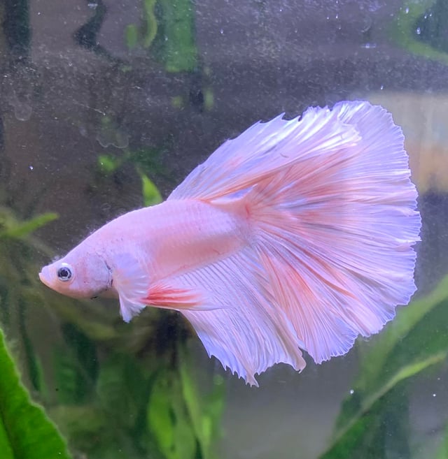 cá betta trắng