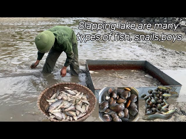 cá dọn hồ