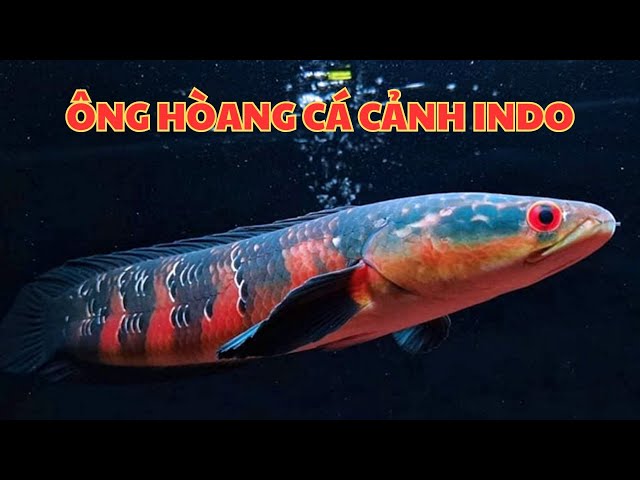 cá lóc vảy rồng