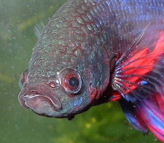 cá betta trắng