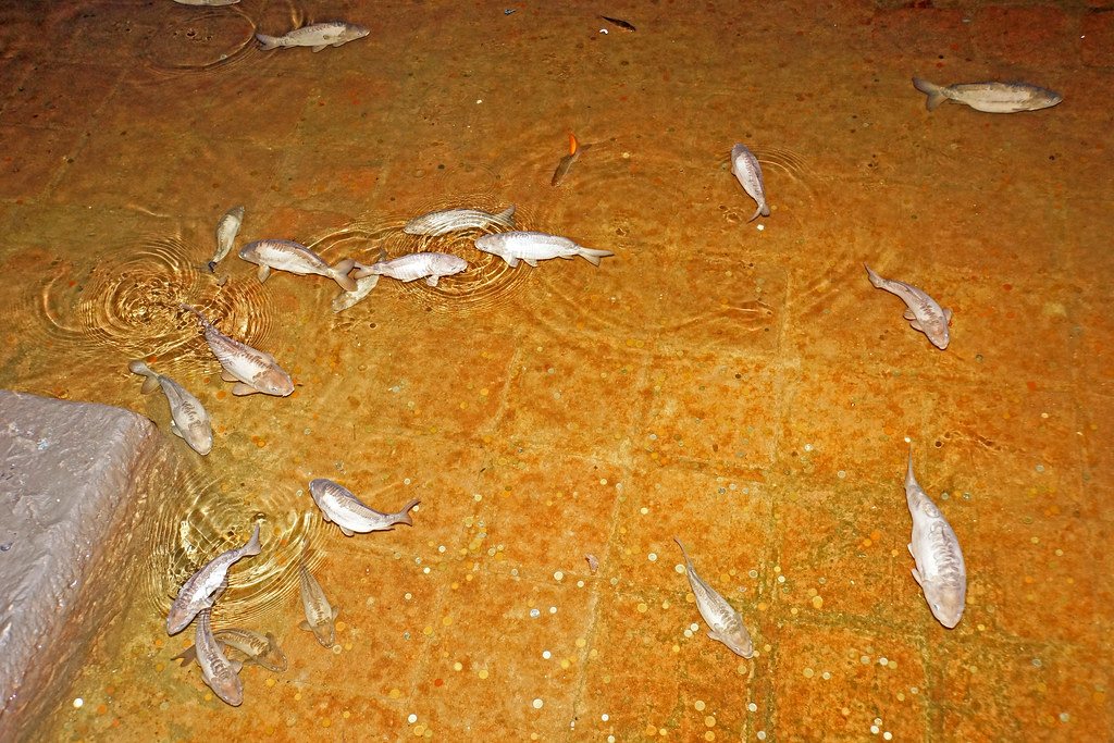 cần câu tôm xịn minh họa 1